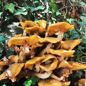 Honiggelber Hallimasch