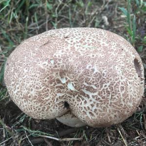 Unknown Species