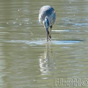 Grey Heron