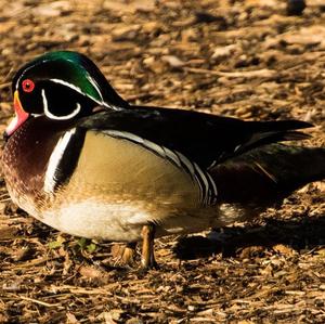 Wood Duck