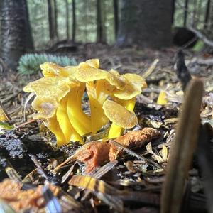 Trumpet Chanterelle