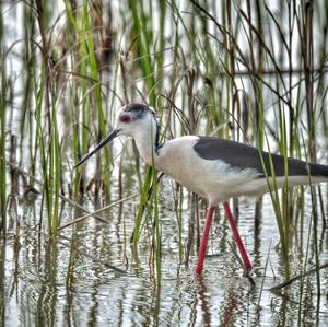 Black-winged Stilt