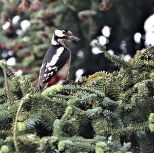 Great Spotted Woodpecker