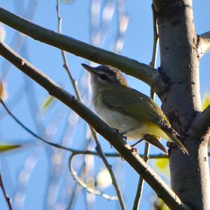 Sängervireo