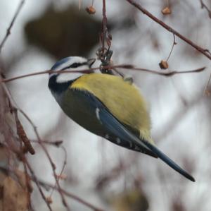 Blue Tit