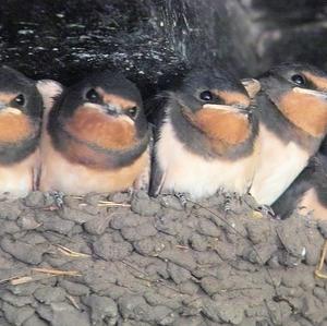 Barn Swallow