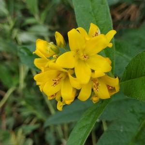 Yellow Loosestrife
