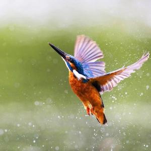 Common Kingfisher