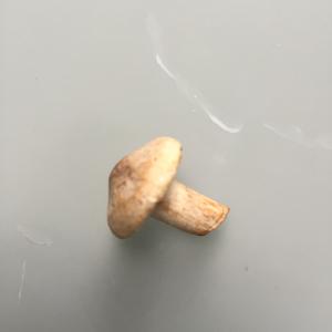 Unknown Species