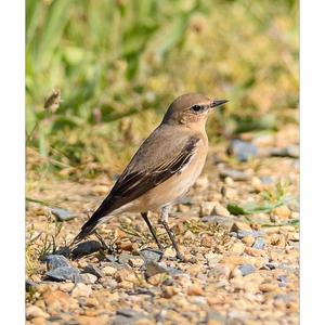 Northern Wheatear