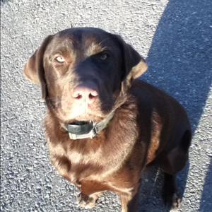 Retriever (Labrador)