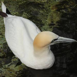 Northern Gannet