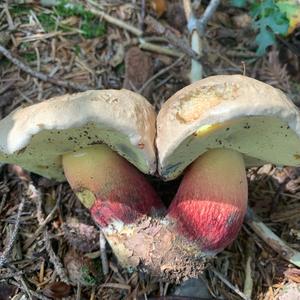Scarlet-stemmed Bolete