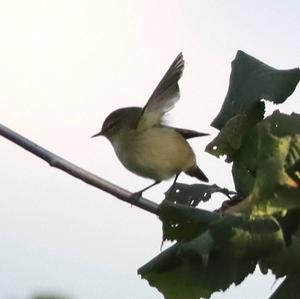 Willow Warbler