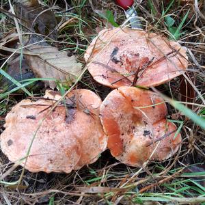 False Saffron Milk Cap