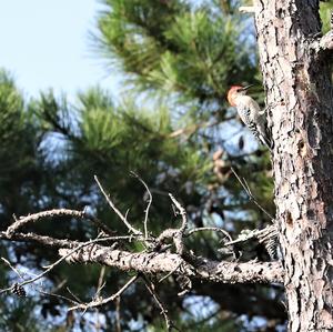 Red-bellied Woodpecker