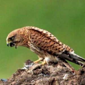 Common Kestrel