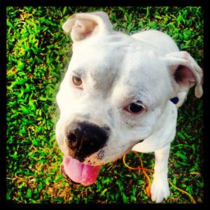 Dogo Argentino