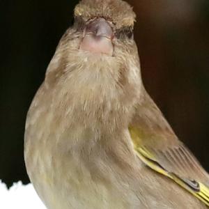 European Greenfinch