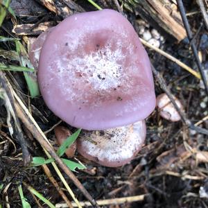 Wood Blewit
