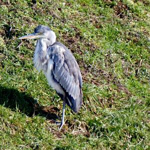 Grey Heron