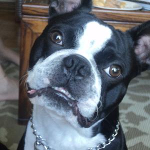 Boston Terrier