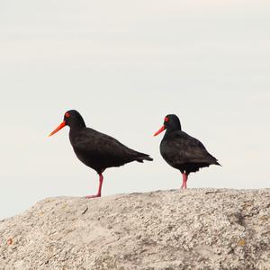 Eurasian Oystercatcher