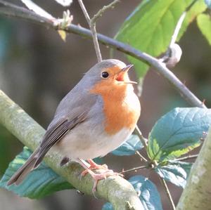 European Robin