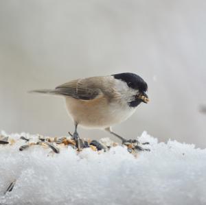 Marsh Tit