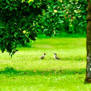 Eurasian Green Woodpecker
