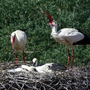 White Stork