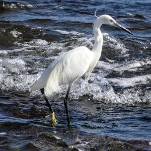 Little Egret