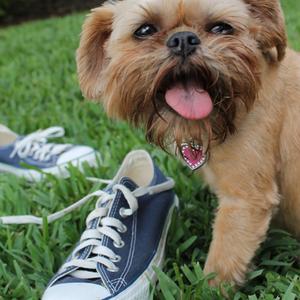 Brussels Griffon