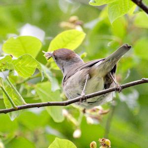 Blackcap