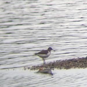 Common Sandpiper