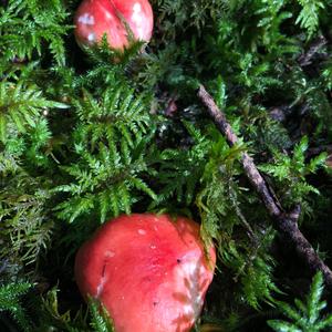Emetic Russula