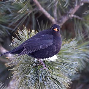 Amsel