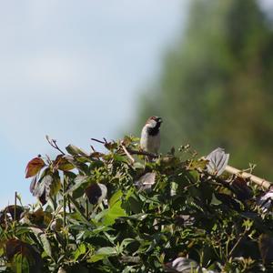 House Sparrow
