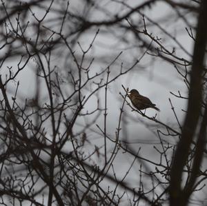 Song Thrush