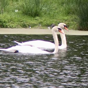 Mute Swan