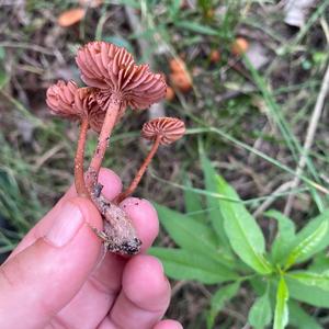 Unknown Species