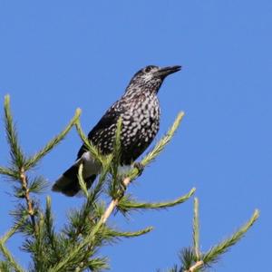 Spotted Nutcracker