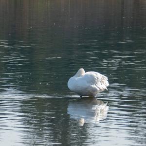 Mute Swan