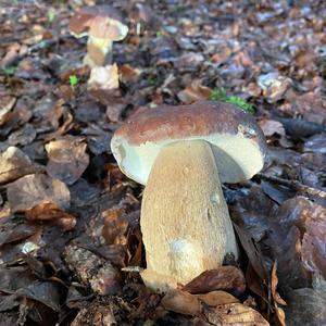 Summer Bolete