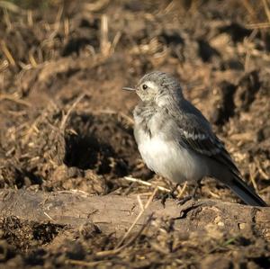 White Wagtail