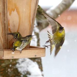 Eurasian Siskin