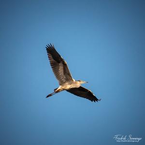 Grey Heron