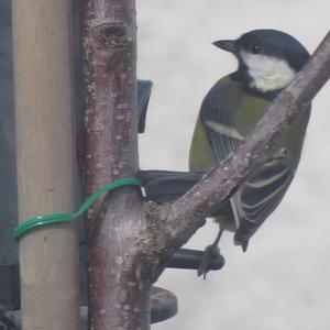 Great Tit