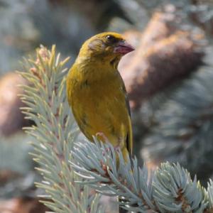 European Greenfinch