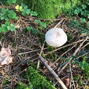 Unknown Species